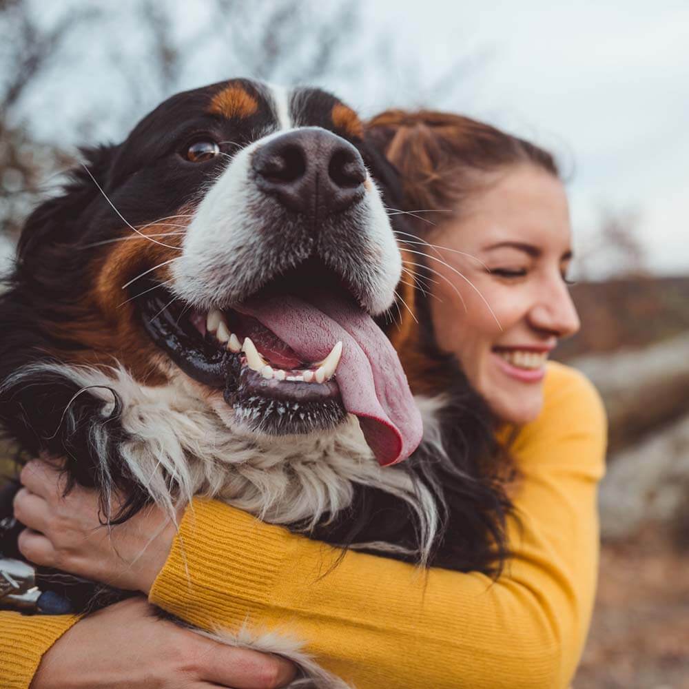 Reducing Pet Anxiety through Companionship