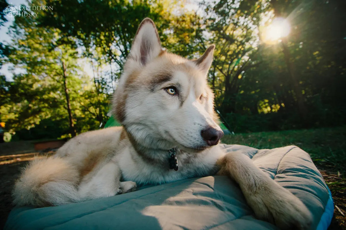 Topspet premuin travel dog bed