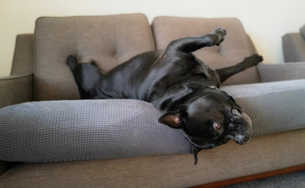 How to Choose Sofa Cover for Dogs in 2025: Comfort, Protection & Style