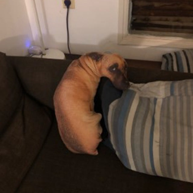 3D Cute Bend Dog Printed Throw Pillow - topspet