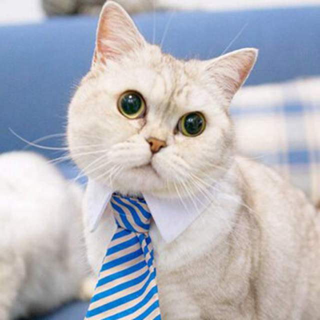 Cat Costume Clip Tie - topspet