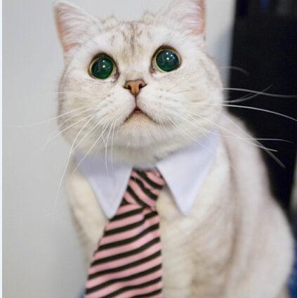 Cat Costume Clip Tie - topspet