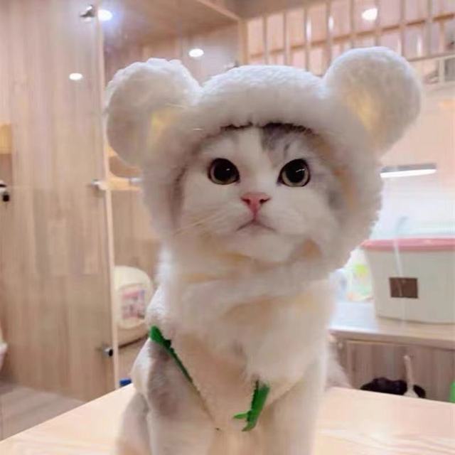 Cat Cute Rabbit Headgear - topspet