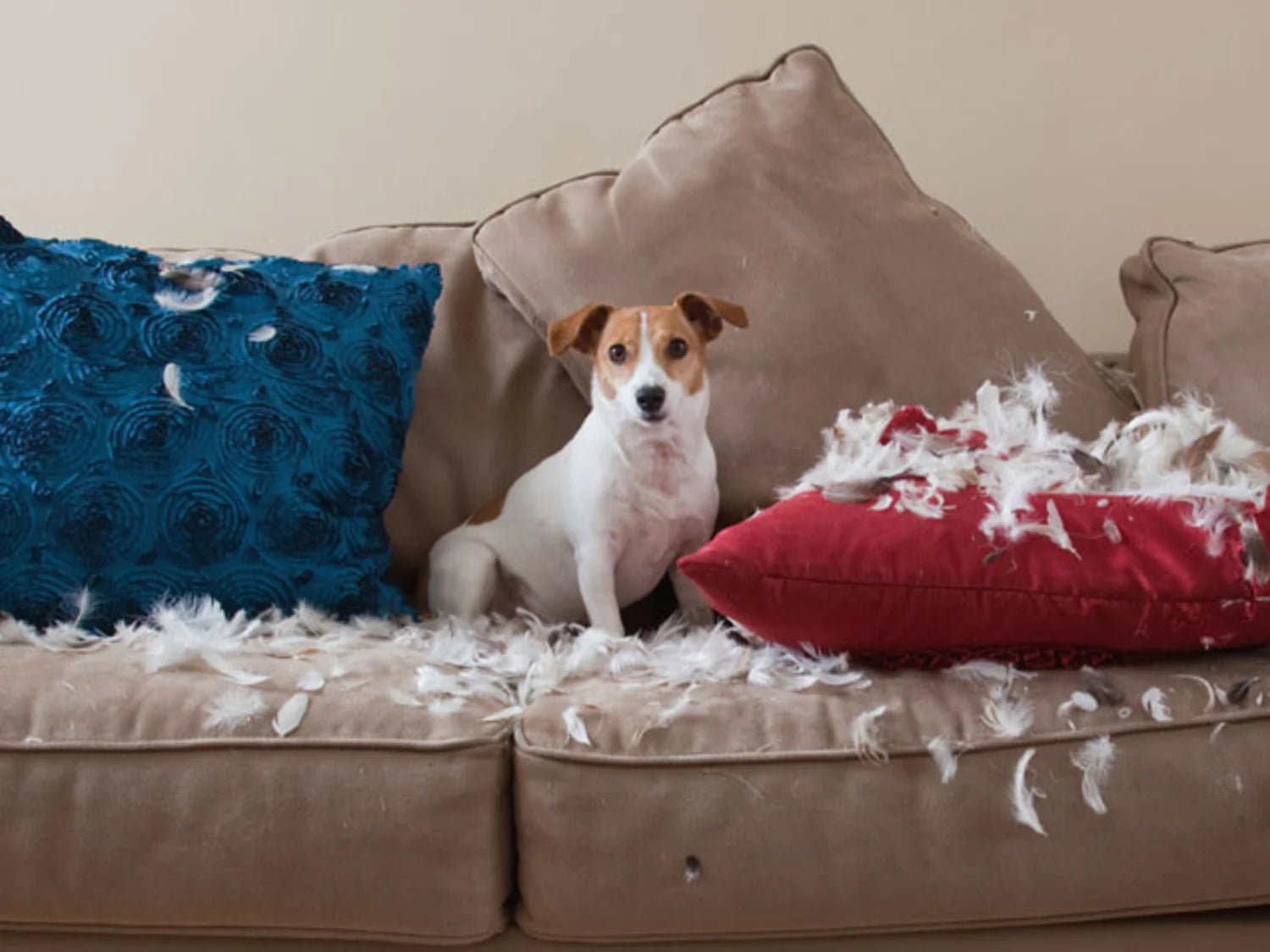 Tips For Choosing a Couch Cover for Dogs in 2024