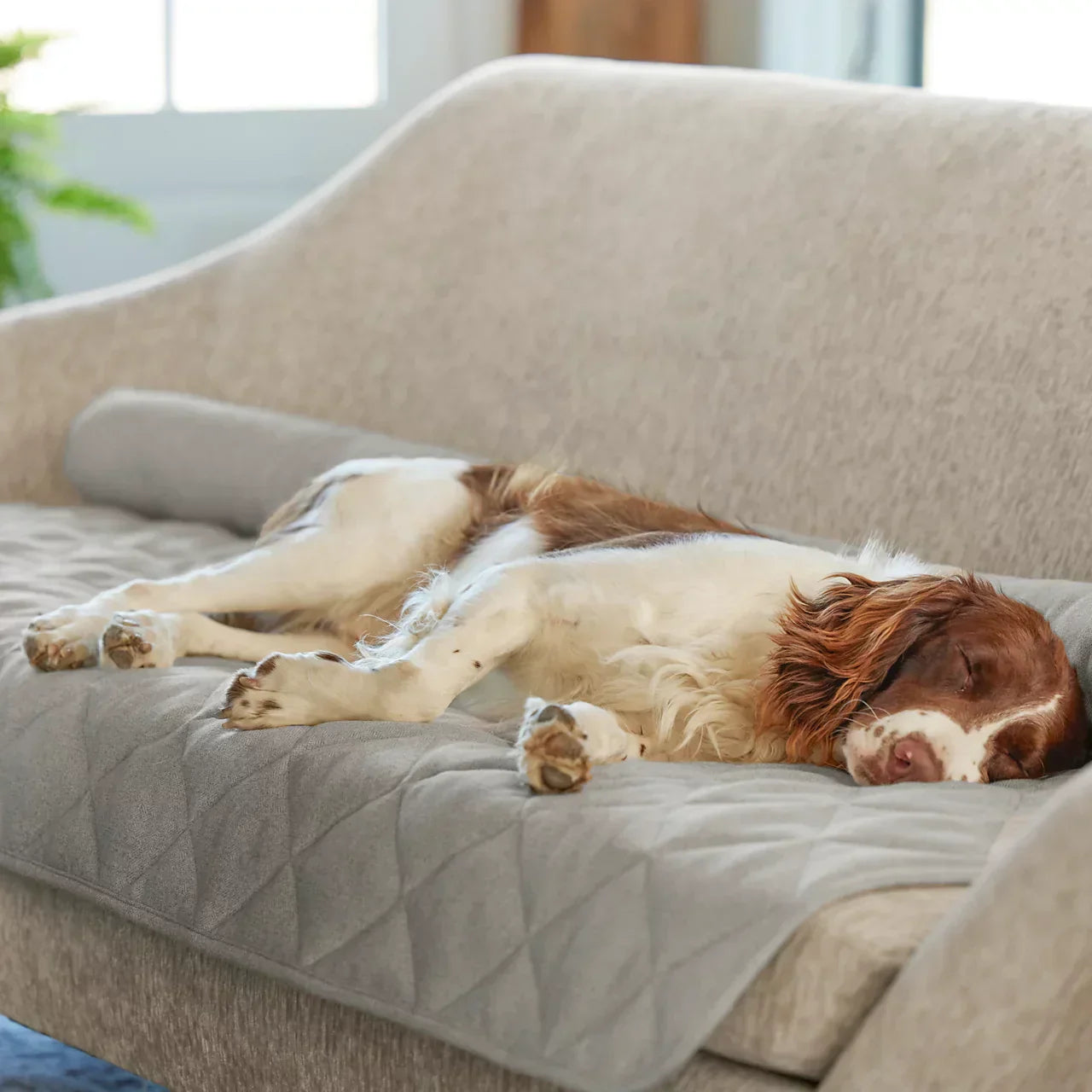 Best dog couch cover for pet family | topspet