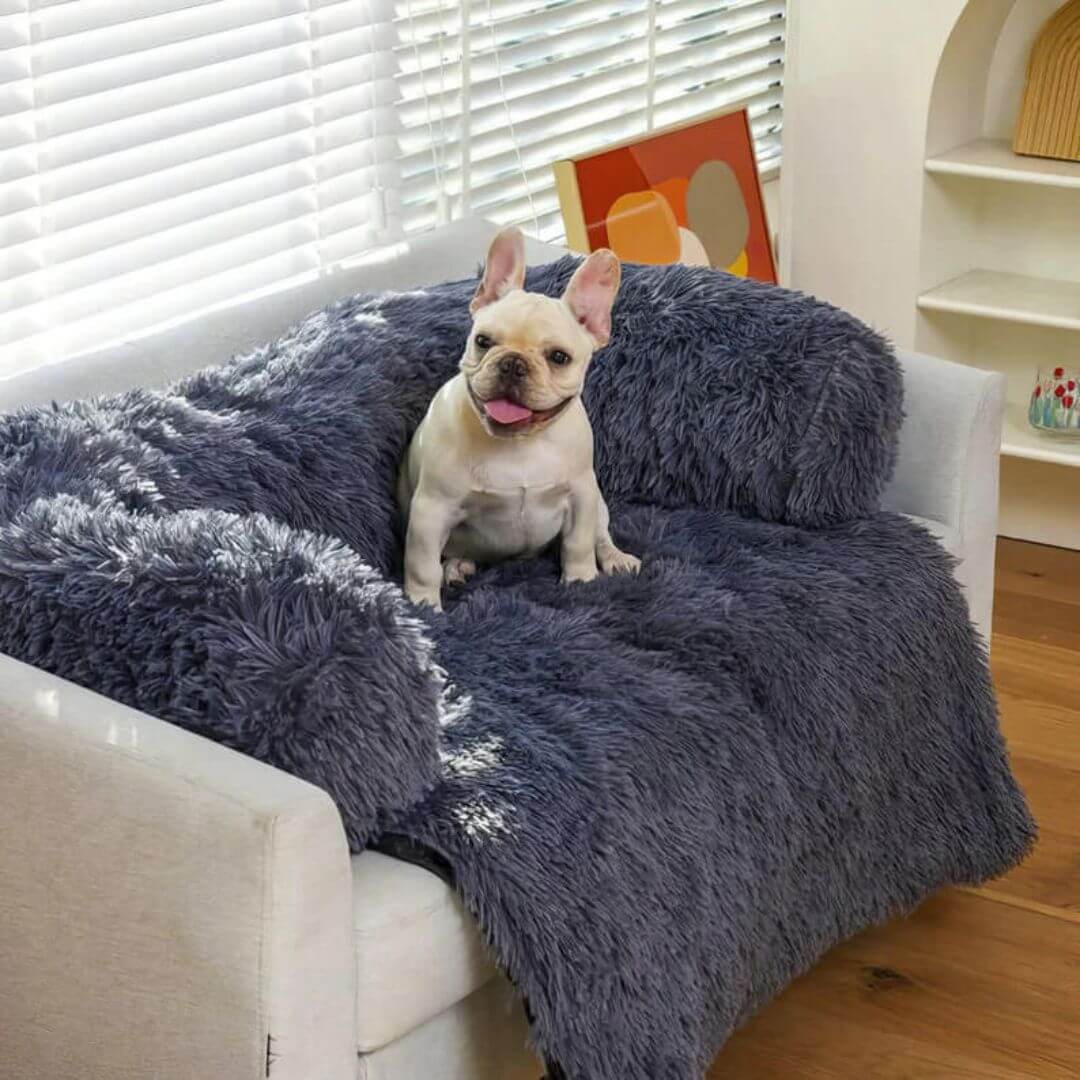 Best Dog Couch Covers for Home & Travel