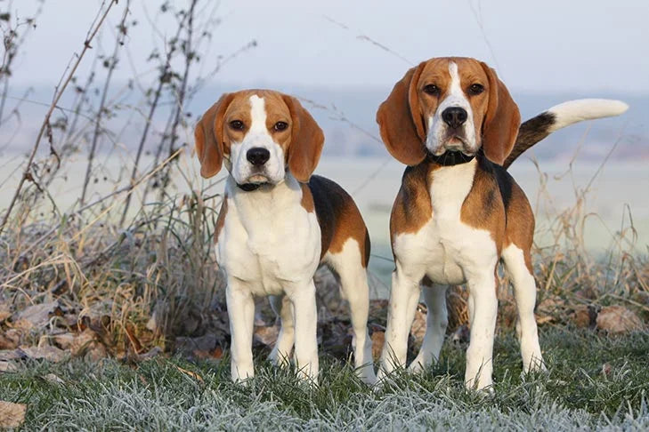 What is Beagle dog?