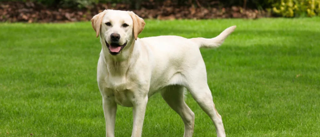 Labrador Retriever: The Ultimate Companion Dog