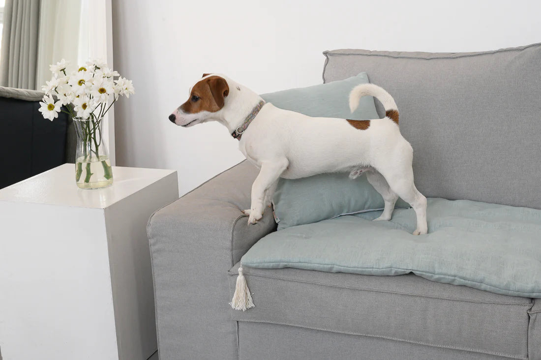 Top 10 Best Couch Covers for Dogs: Ultimate Protection for Your Furniture