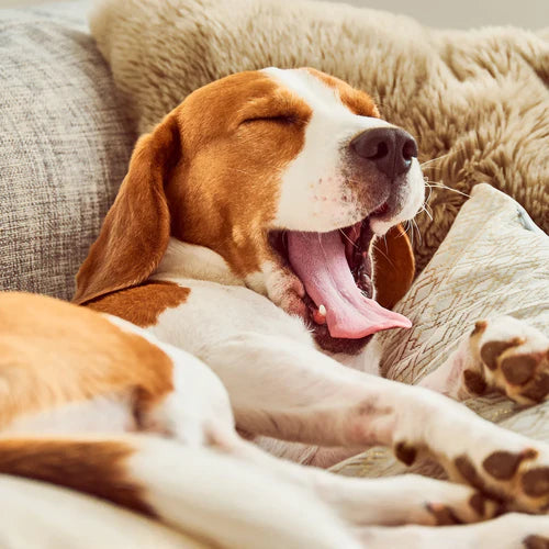 Best Couch Covers for Dogs: Protect Your Sofa in Style