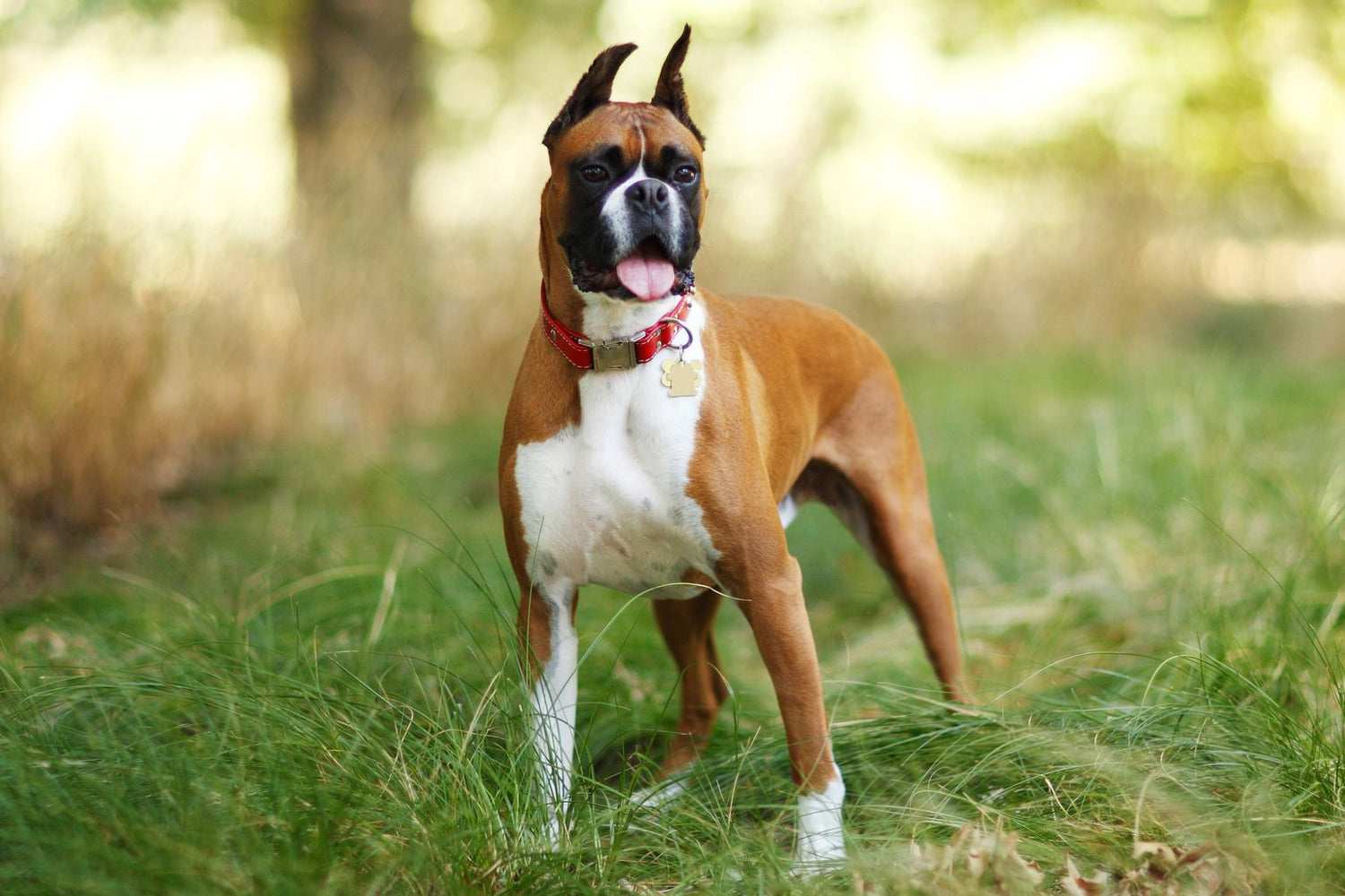 Why People Loves Boxer Dogs