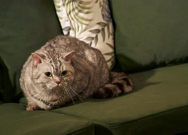 Couch Cover for Cats: The Ultimate Solution for Pet Owners
