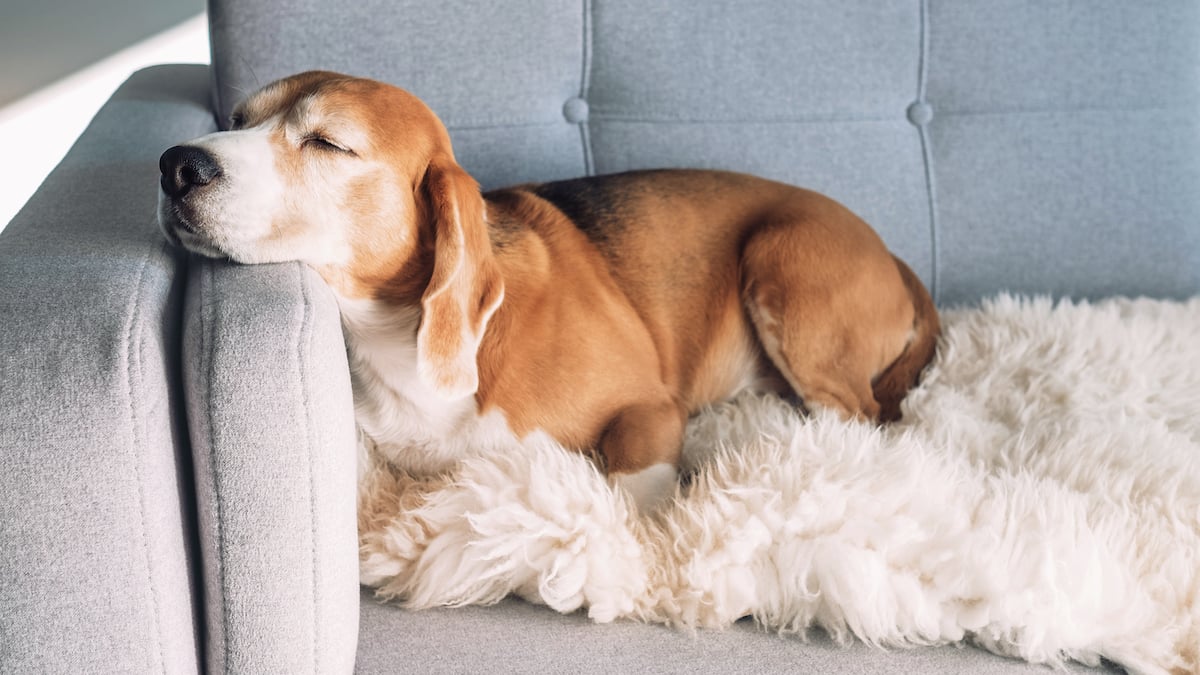 Why Dogs Need Couch Covers