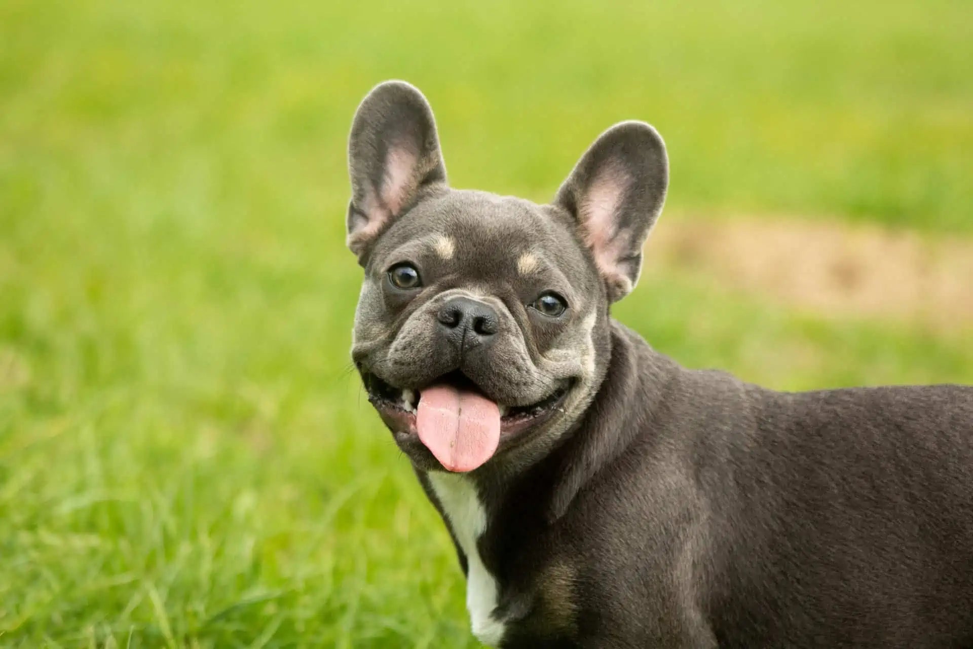 About French Bulldog